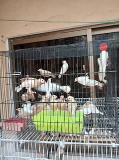 fawn and white java pathay for sale