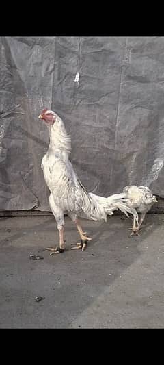 shamo
