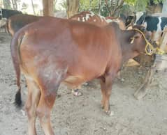 sahiwal bull cholistani l bull | Bachra | Cow | Qurbani Bull | 2 Dant