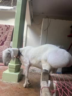 Sheep
