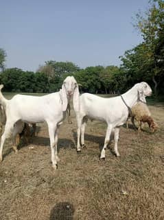 1-Year Rajanpuri Bakra Pair for Sale - Pure & Healthy