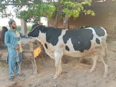 wehra ( wacha ) bull | sahiwal / Qurbani kai janwar wacha | Bkara eid