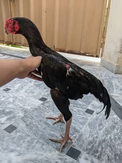 Thai