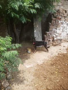 belgim femail best securty dog