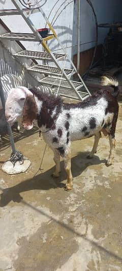 2 dant andu bakra