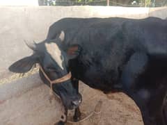 very beautiful female cows
