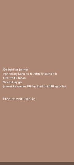 qurbani bull