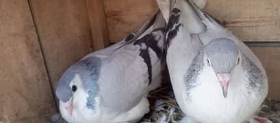 Silver Sherazi Breedair Pair