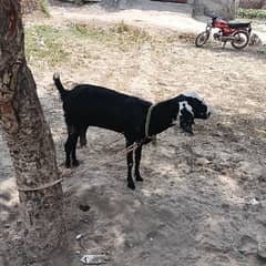 thesi