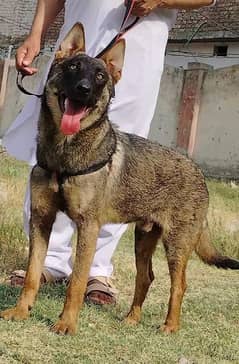 pure bhagyary male age 6 month sequrty train for sale