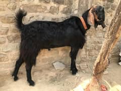 Qurbani Bakra | Donday Bakray Qurbani |4 Adad khubsurat Bakry for sale
