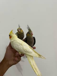 Handtamed