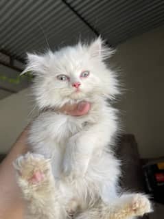 Persian kitten. Semi punch face