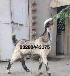 Bakra