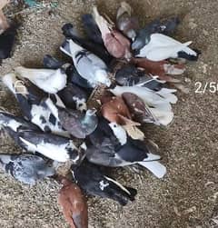 Fancy pigeons