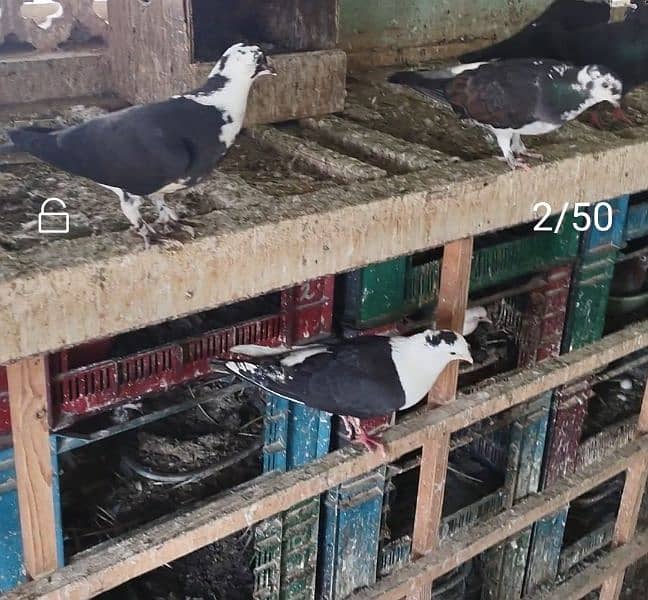 Fancy pigeons 1