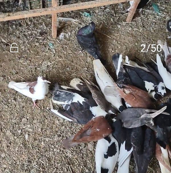 Fancy pigeons 3