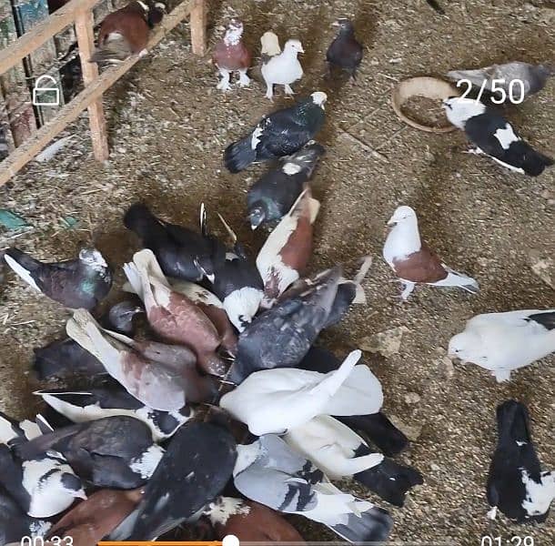 Fancy pigeons 4