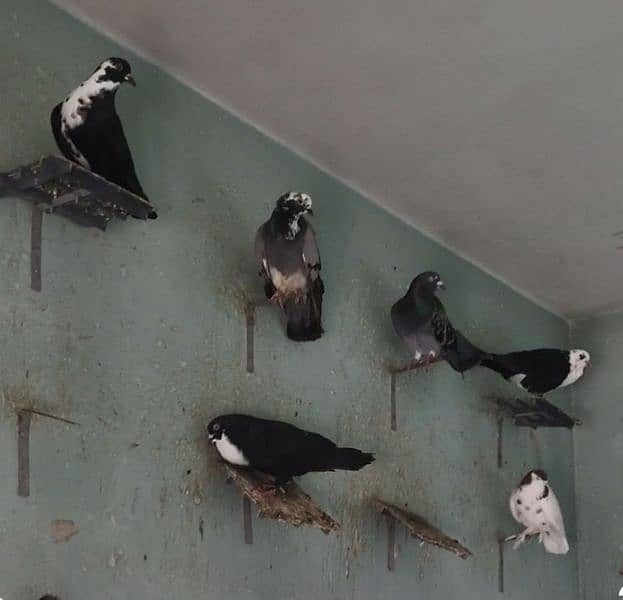 Fancy pigeons 7