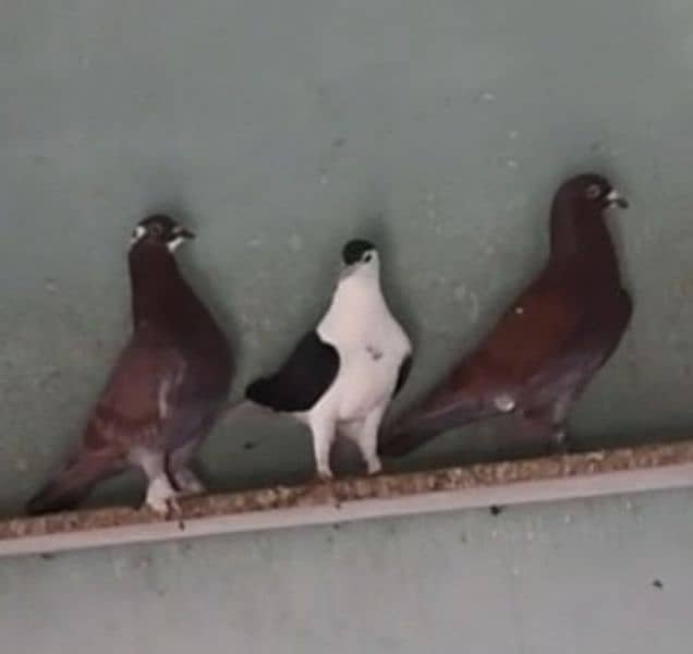 Fancy pigeons 8