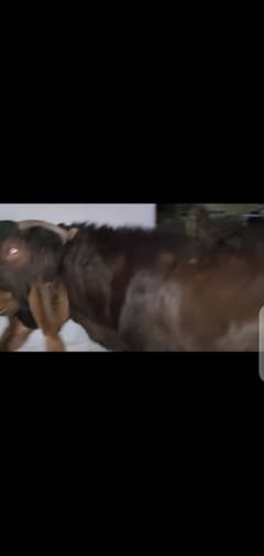 bakra