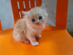 Persian kittens  for sale