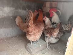 Hens and cock