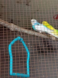 Budgies