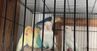 Love Bird Breeder pair | Parblue | Carimino | split ino | Parrot