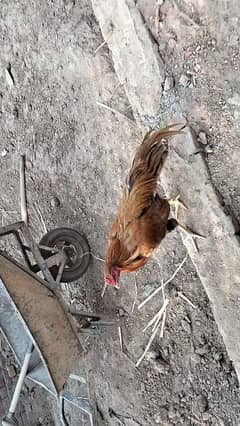 Asseel