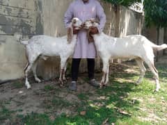 2 daant khassi bakry