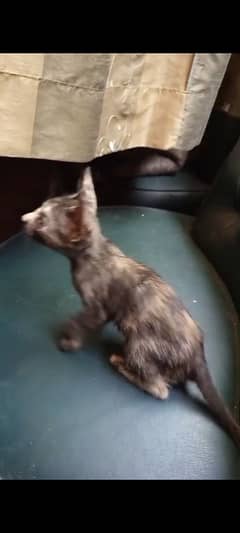 kitten