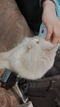 persiian cat for sale