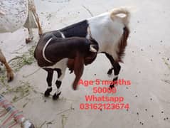 Goats