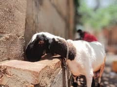 sheep
