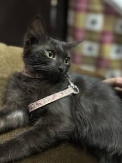 Doll face cat || bombay and moogy cat