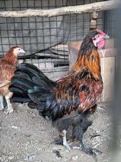 Chicks and pair for sale!