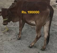 قربانی کے جانور  دستیاب ہے۔۔