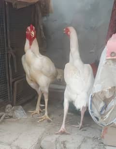 Aseel Quality birds heera pair for sale 03089179667