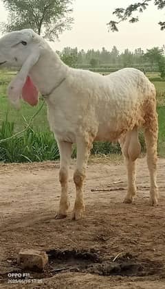 2 dant sheep