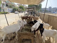 Bakra/ Desi Bakra/ 2 Dant Bakra/ Bakry/ Goat /Qurbani 2025