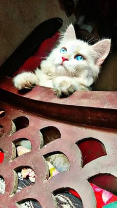 cute