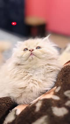 Persian kittens for sale
