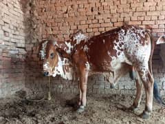chena wahra for sale