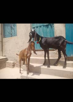 qurbani