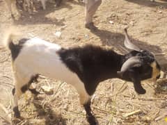 khubsurat Bakra