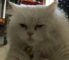 white female Persian cat punch face 1 year 4 month