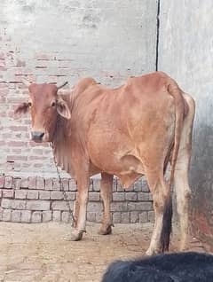 sahiwal jerci cross cow long hight