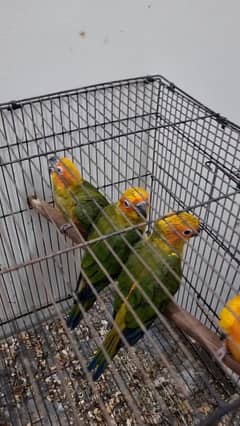 sun conure pair and chicks for sale