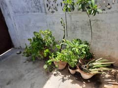 pots